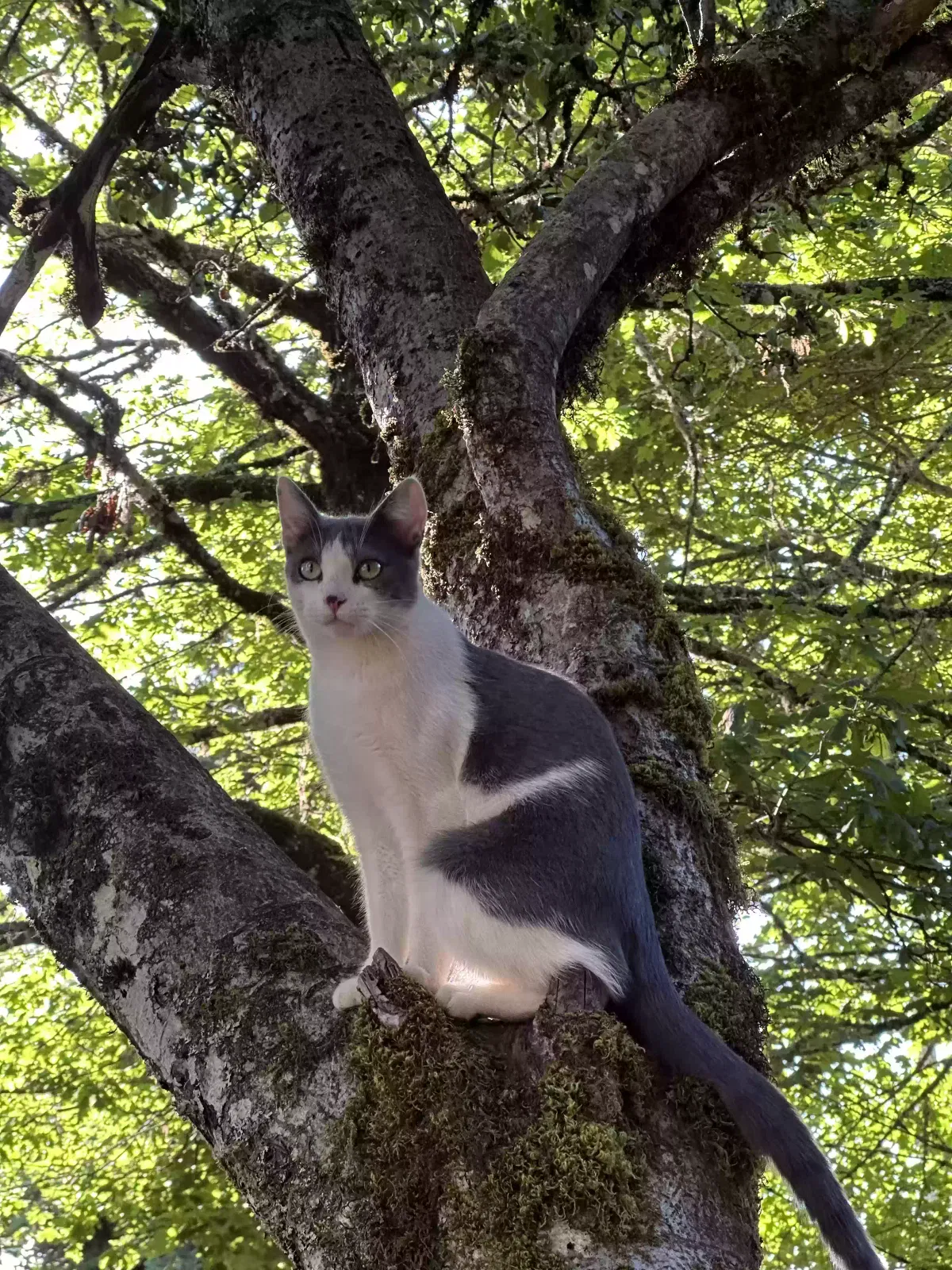Lost cat in Boring, OR, 97009