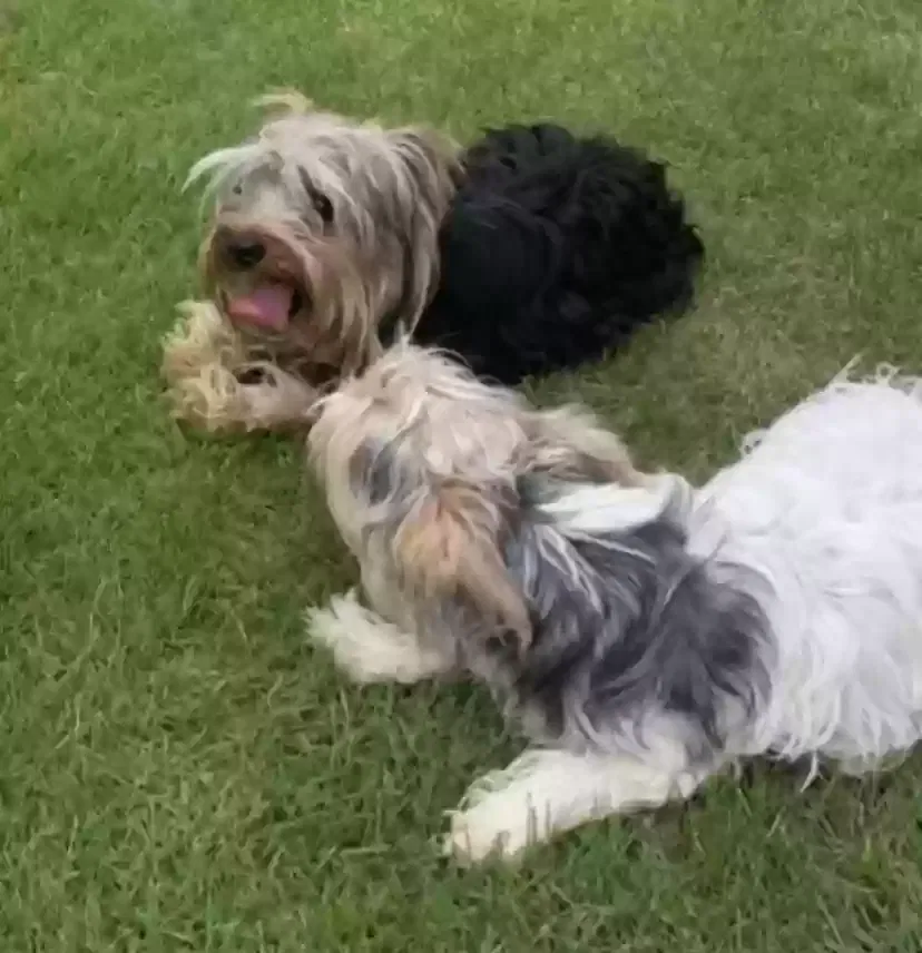 Lost dog in Alexander, AR, 72002