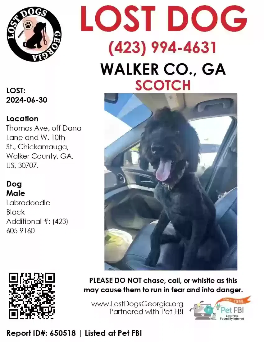 Lost dog in Chickamauga, GA, 30707
