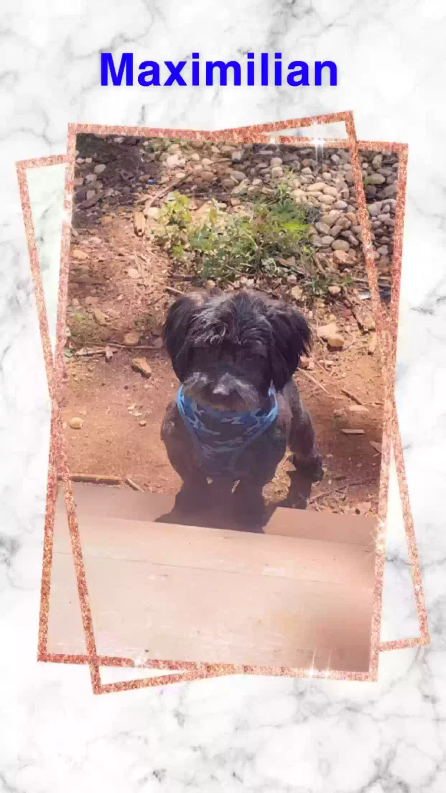 Lost dog in Birmingham, AL, 35211