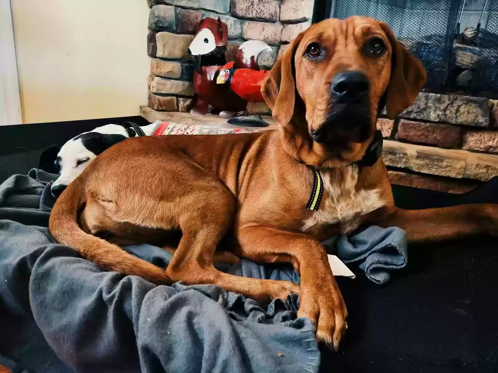 Lost dog in Clarksville, TN, 37042