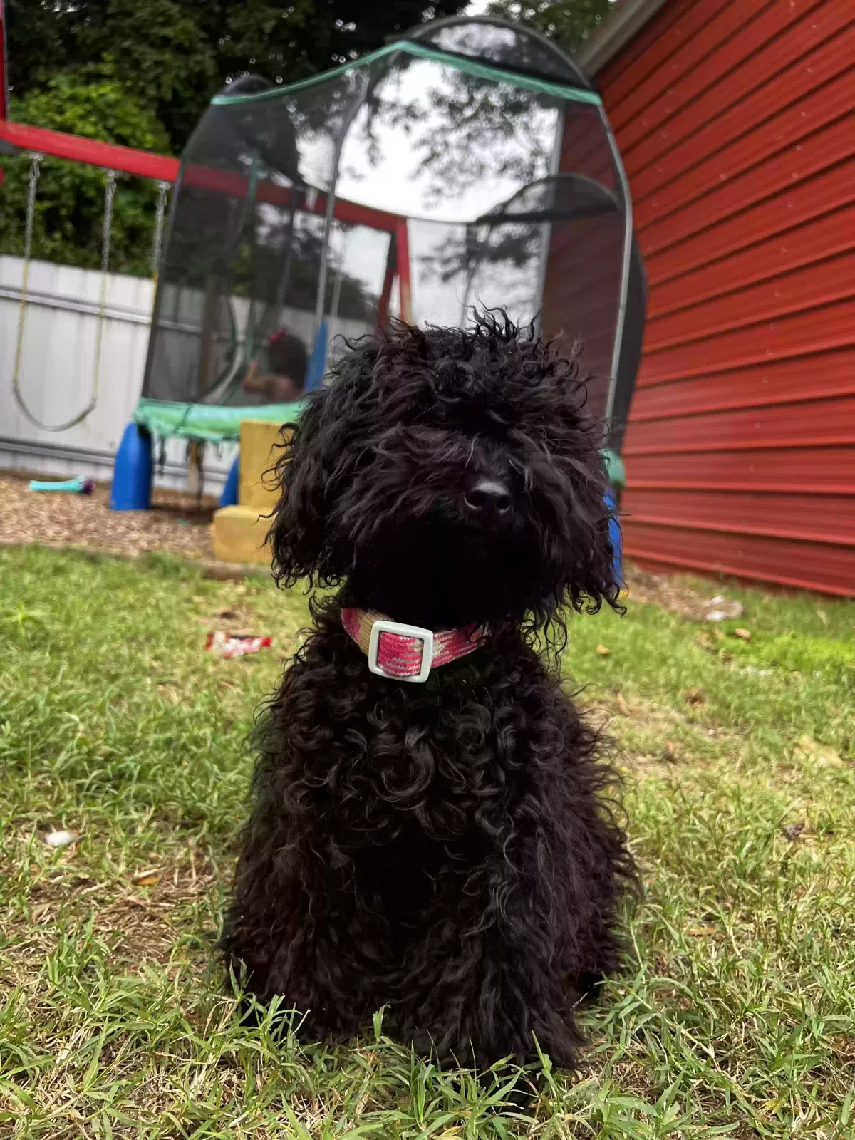 Lost dog in Gastonia, NC, 28054
