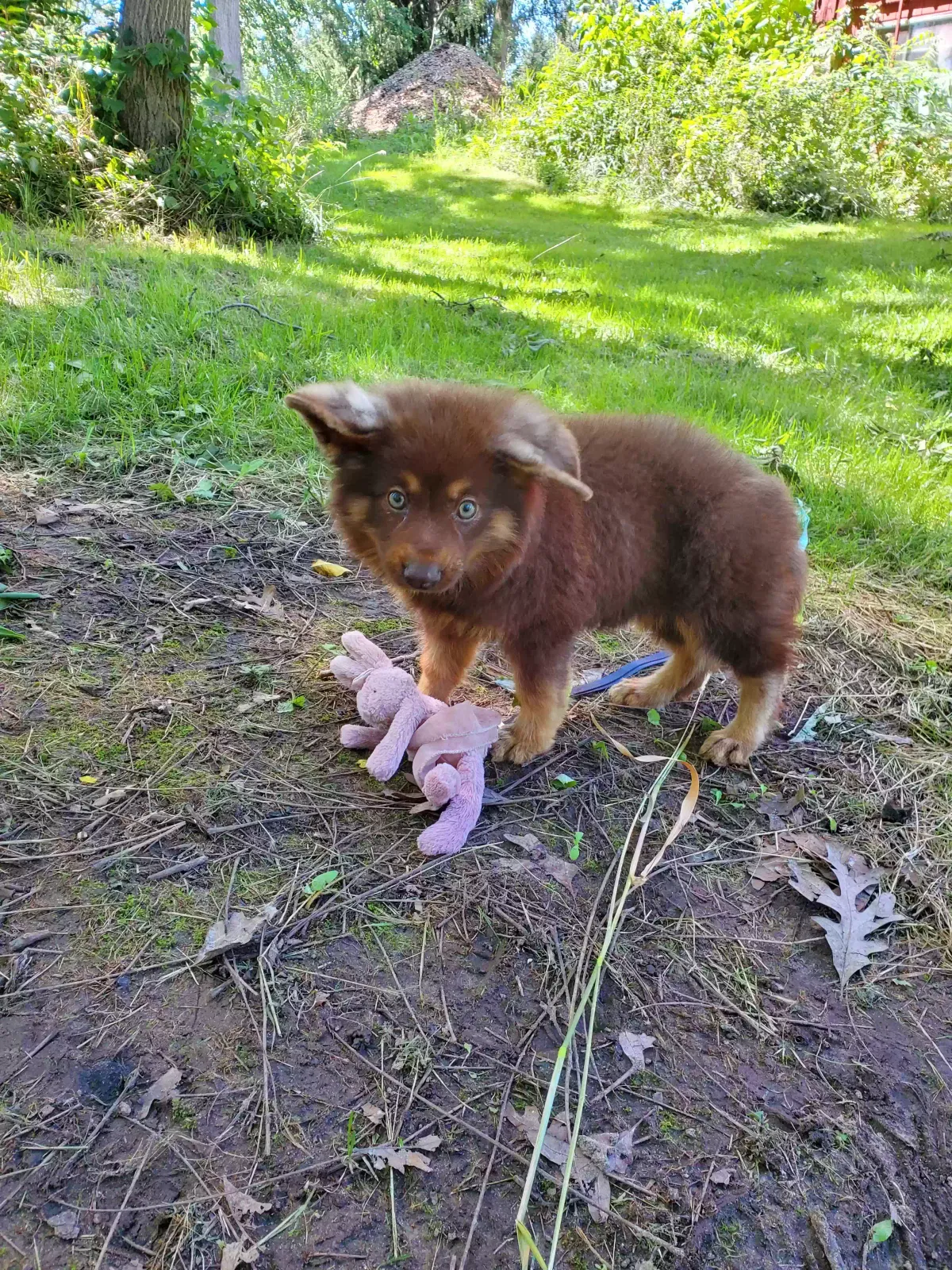Lost dog in Chelsea, MI, 48118