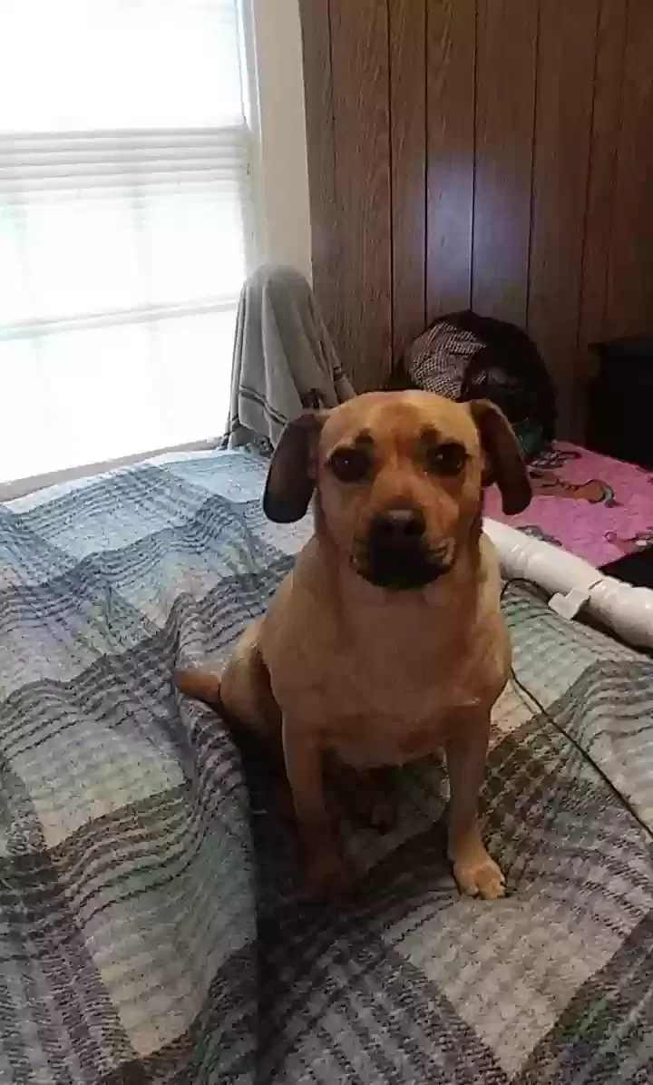 Lost dog in Fall Branch, TN, 37656