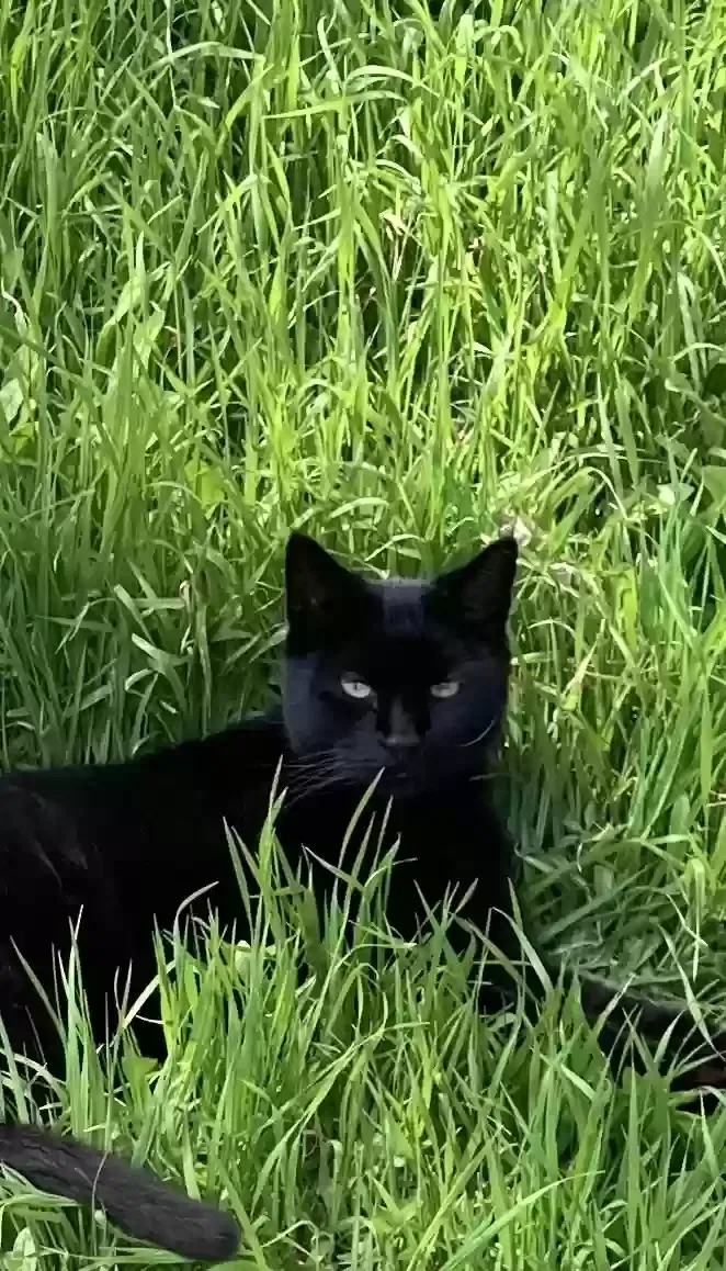 Lost cat in Austin, TX, 78734