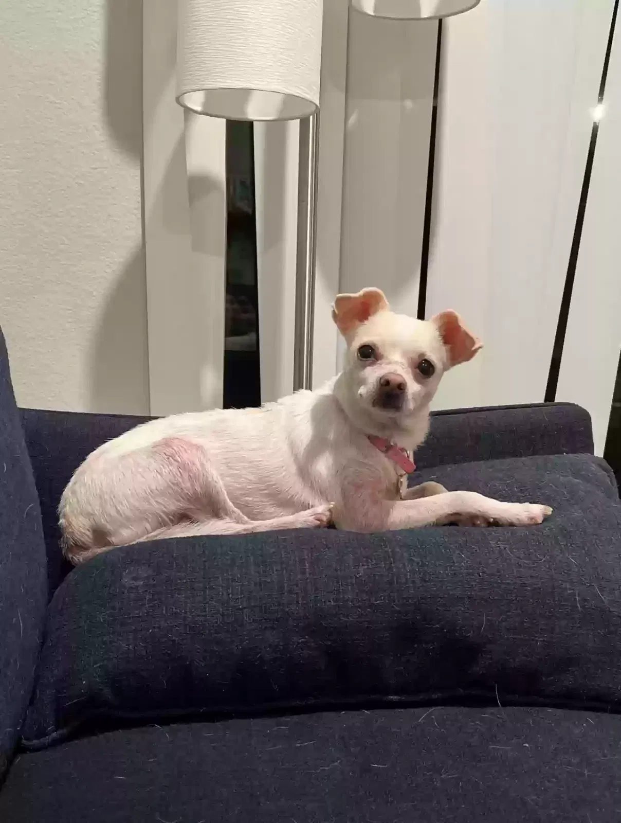 Lost dog in Moreno Valley, CA, 92553