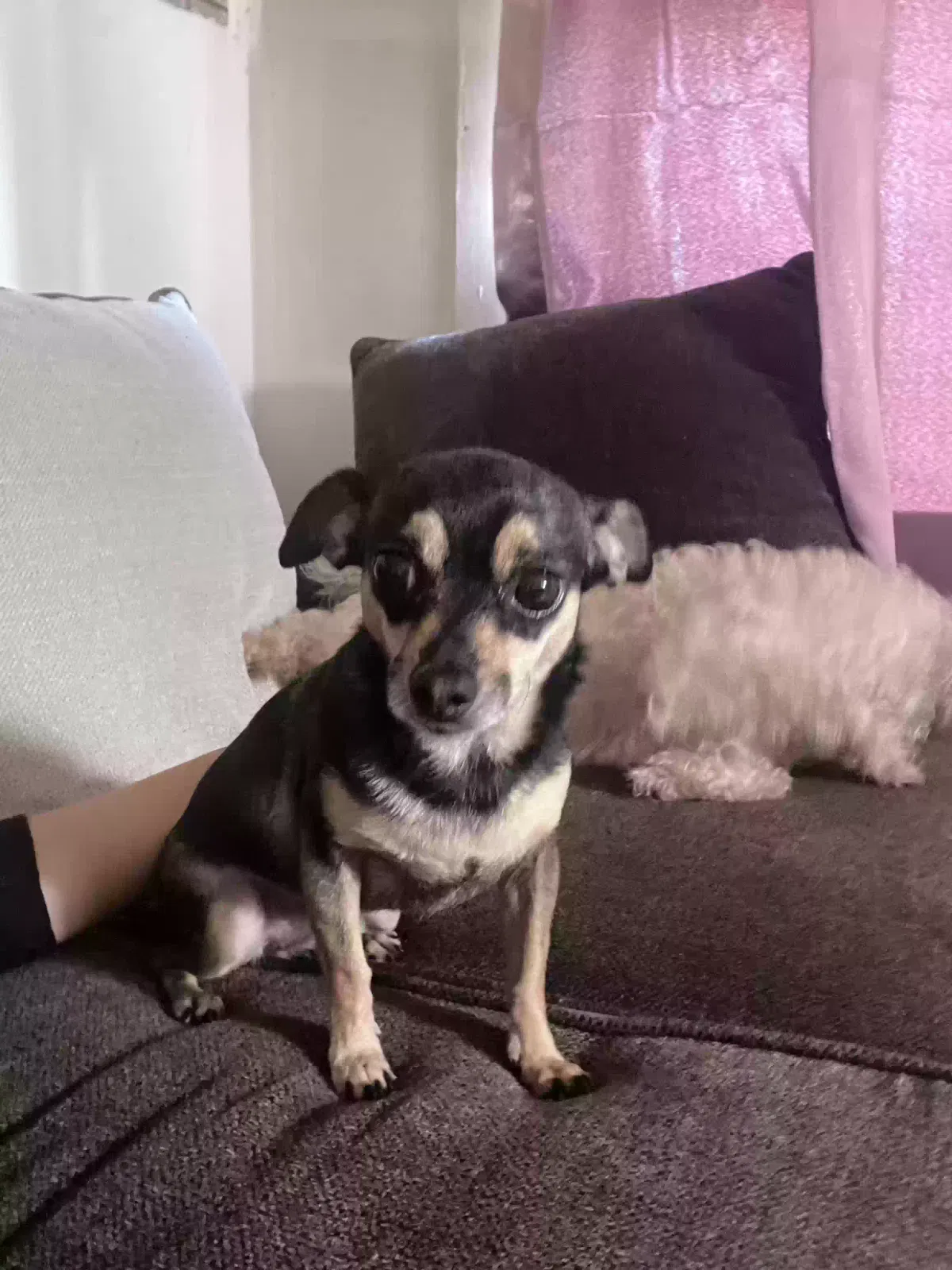 Lost dog in Compton, CA, 90221