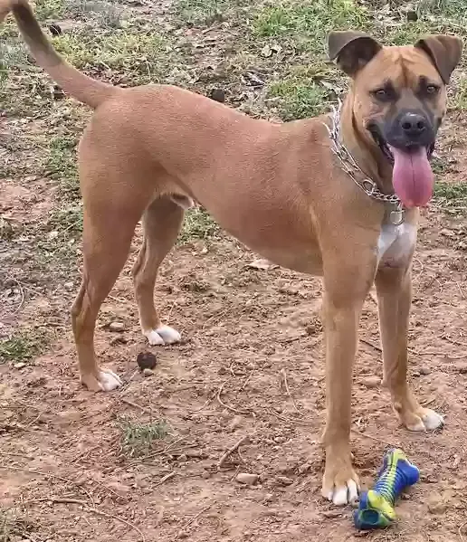 Lost dog in Claremore, OK, 74017