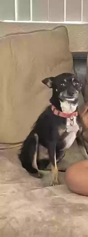 Lost dog in Phoenix, AZ, 85037