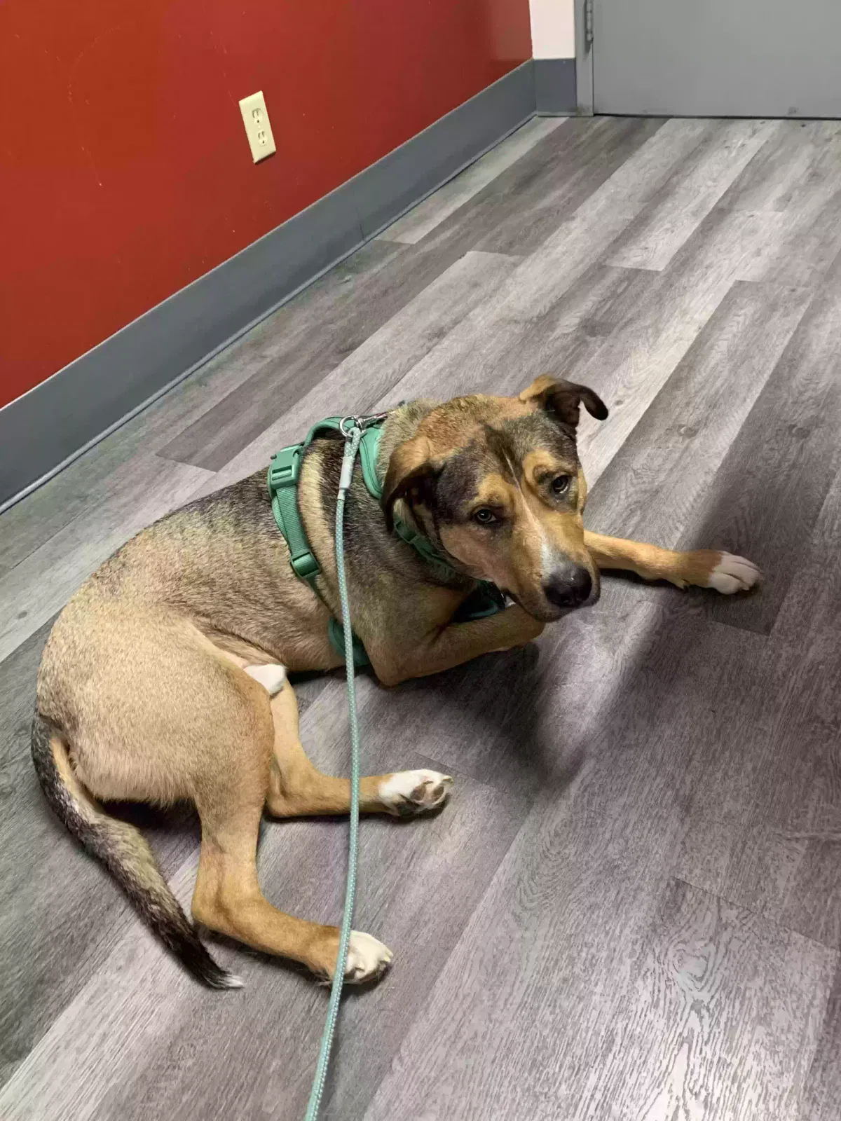 Lost dog in Memphis, TN, 38111