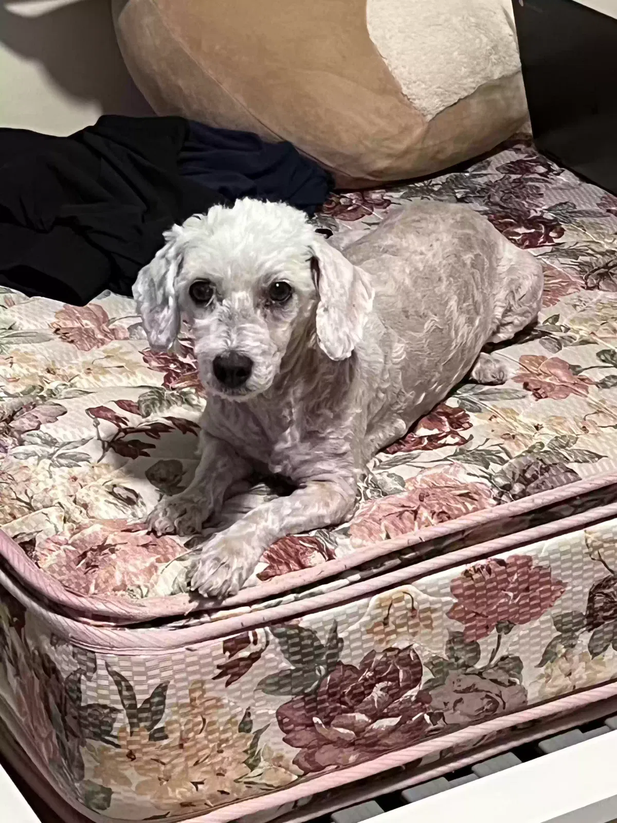 Lost dog in Lancaster, CA, 93535