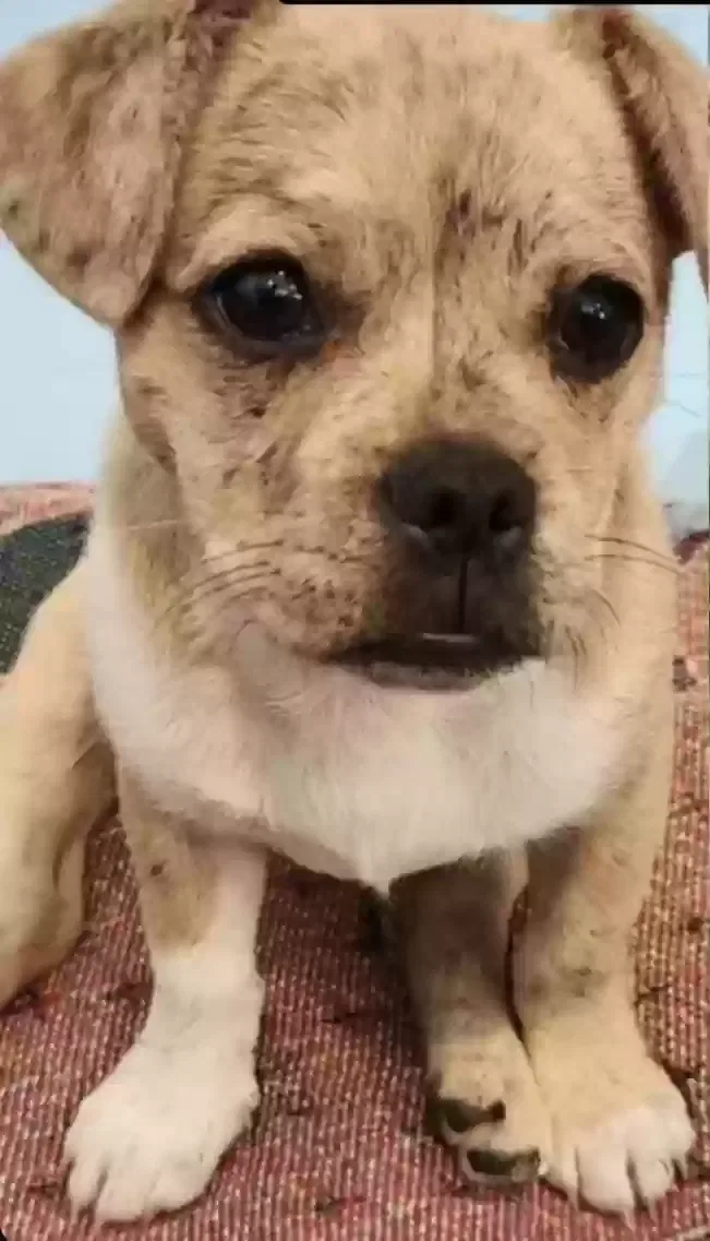 Lost dog in Pico Rivera, CA, 90660