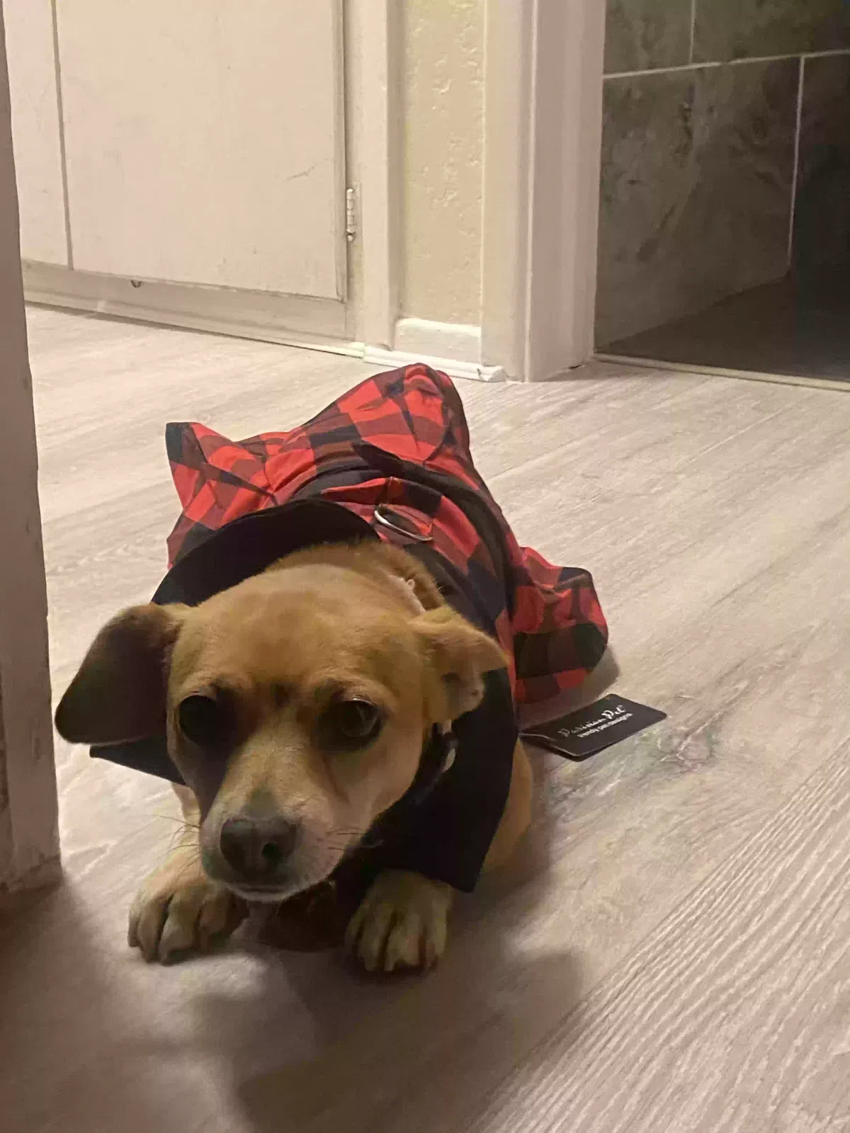 Lost dog in National City, CA, 91950