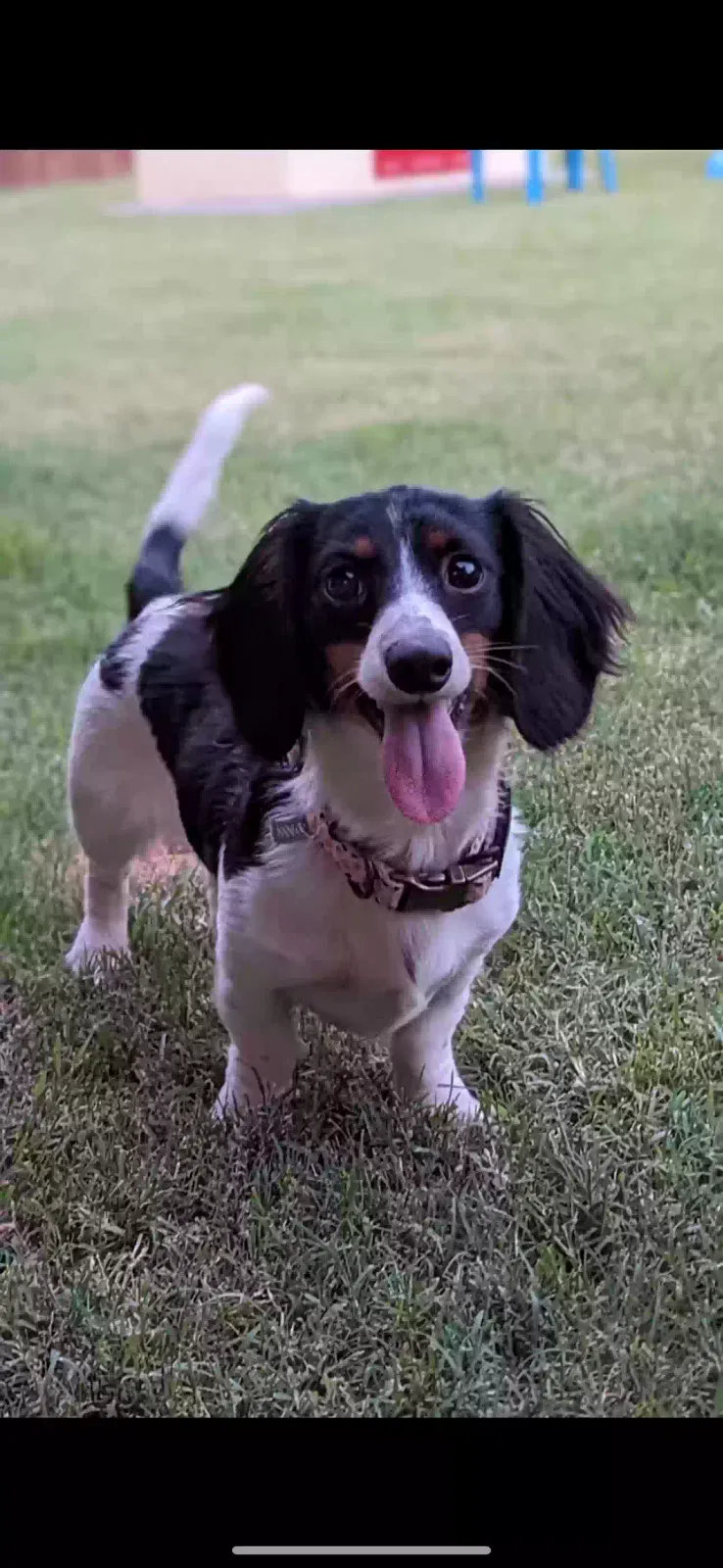 Lost dog in Mansfield, TX, 76063