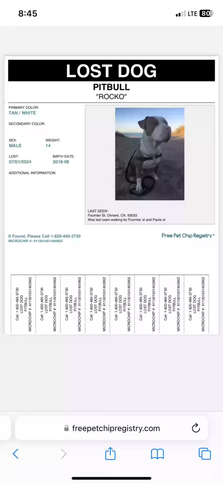 Lost dog in Oxnard, CA, 93033