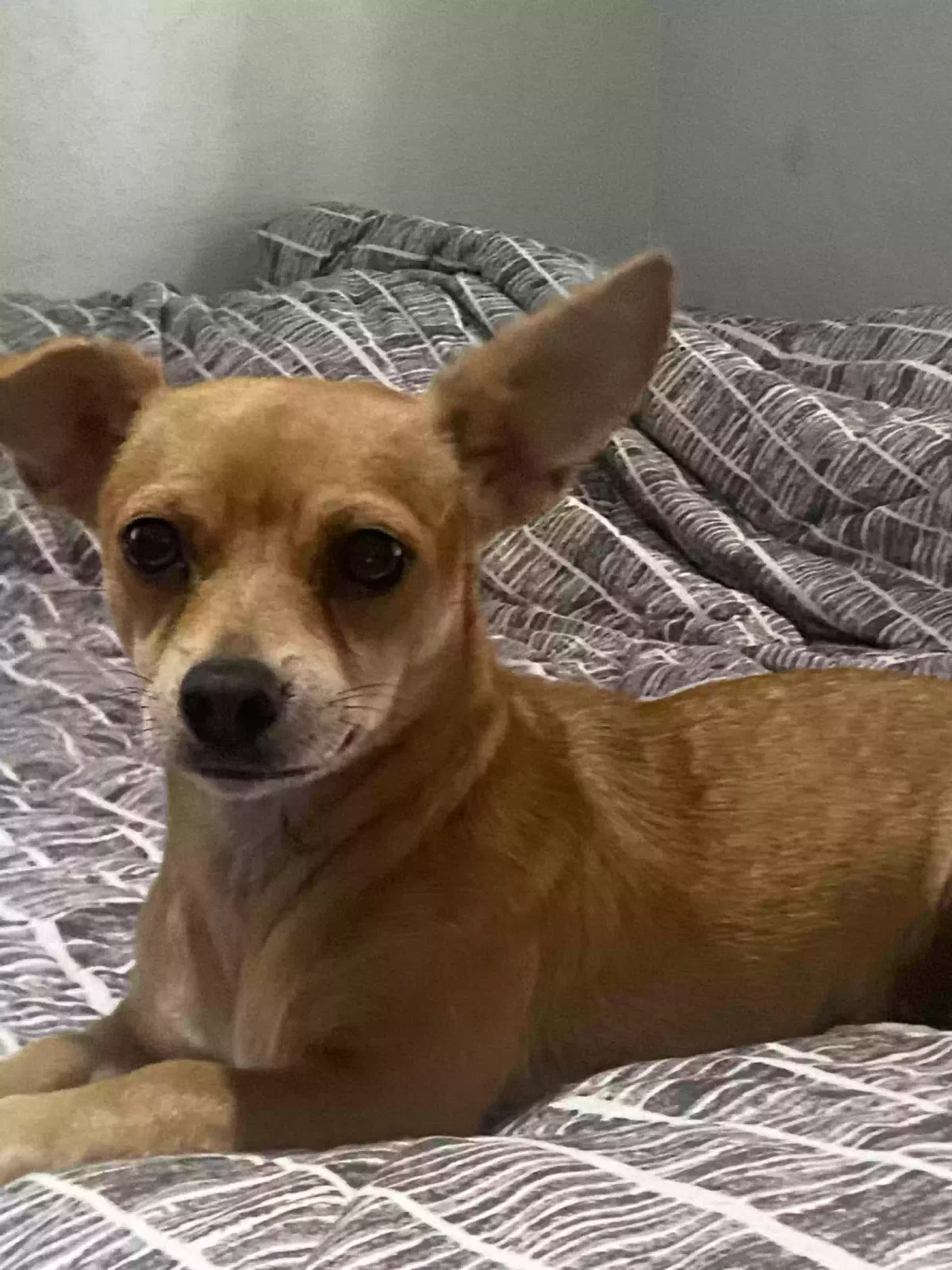 Lost dog in National City, CA, 91950