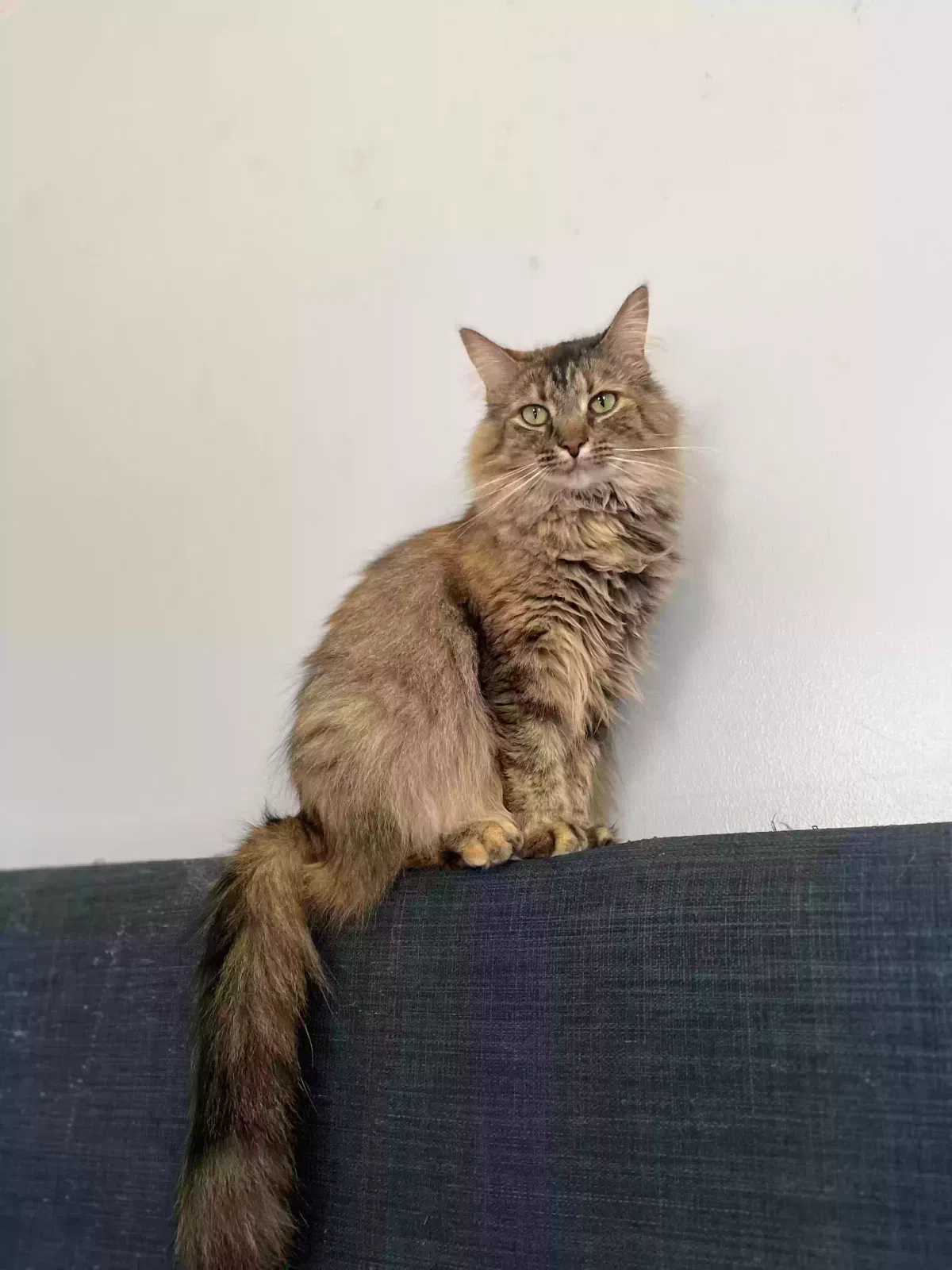 Lost cat in Lapeer, MI, 48446
