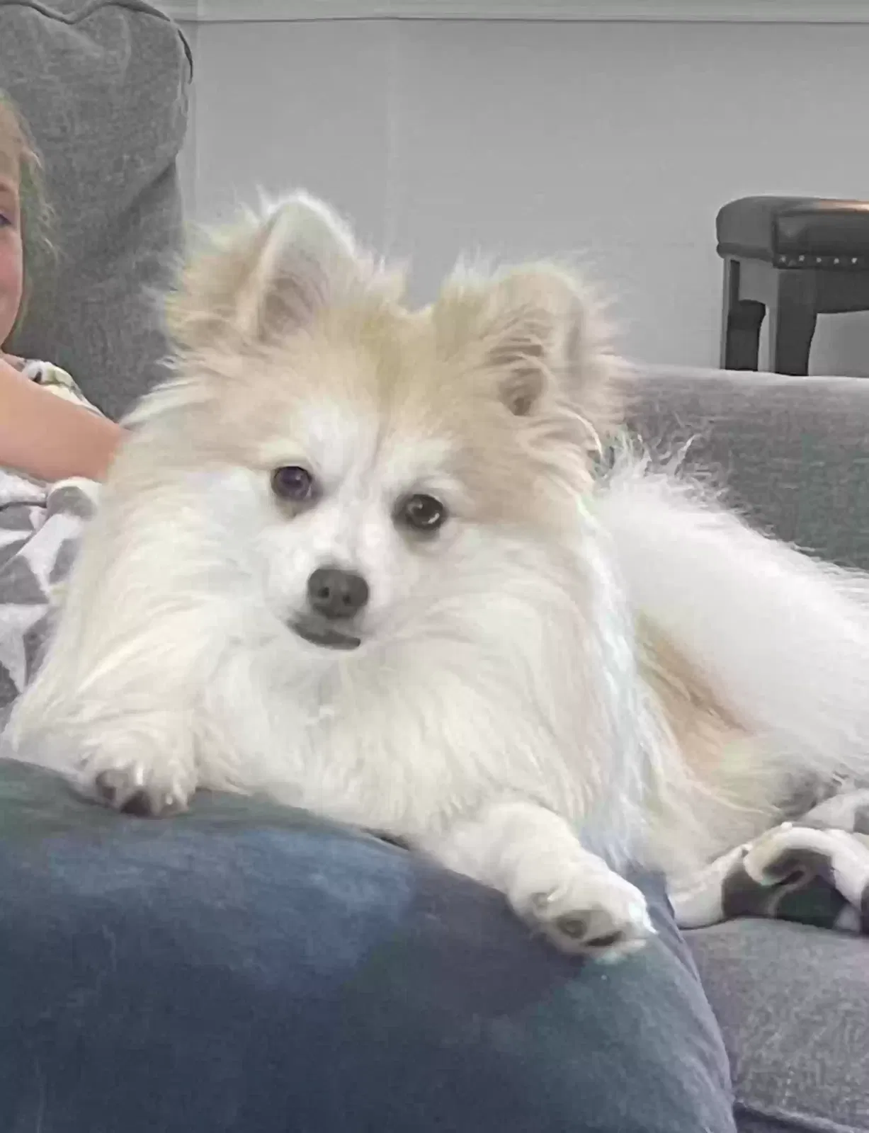 Lost dog in Dallas, TX, 75238