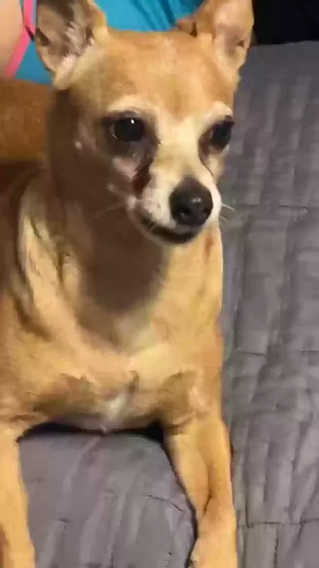 Lost dog in San Antonio, TX, 78217