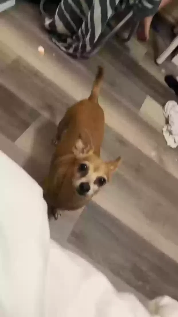 Lost dog in San Antonio, TX, 78217