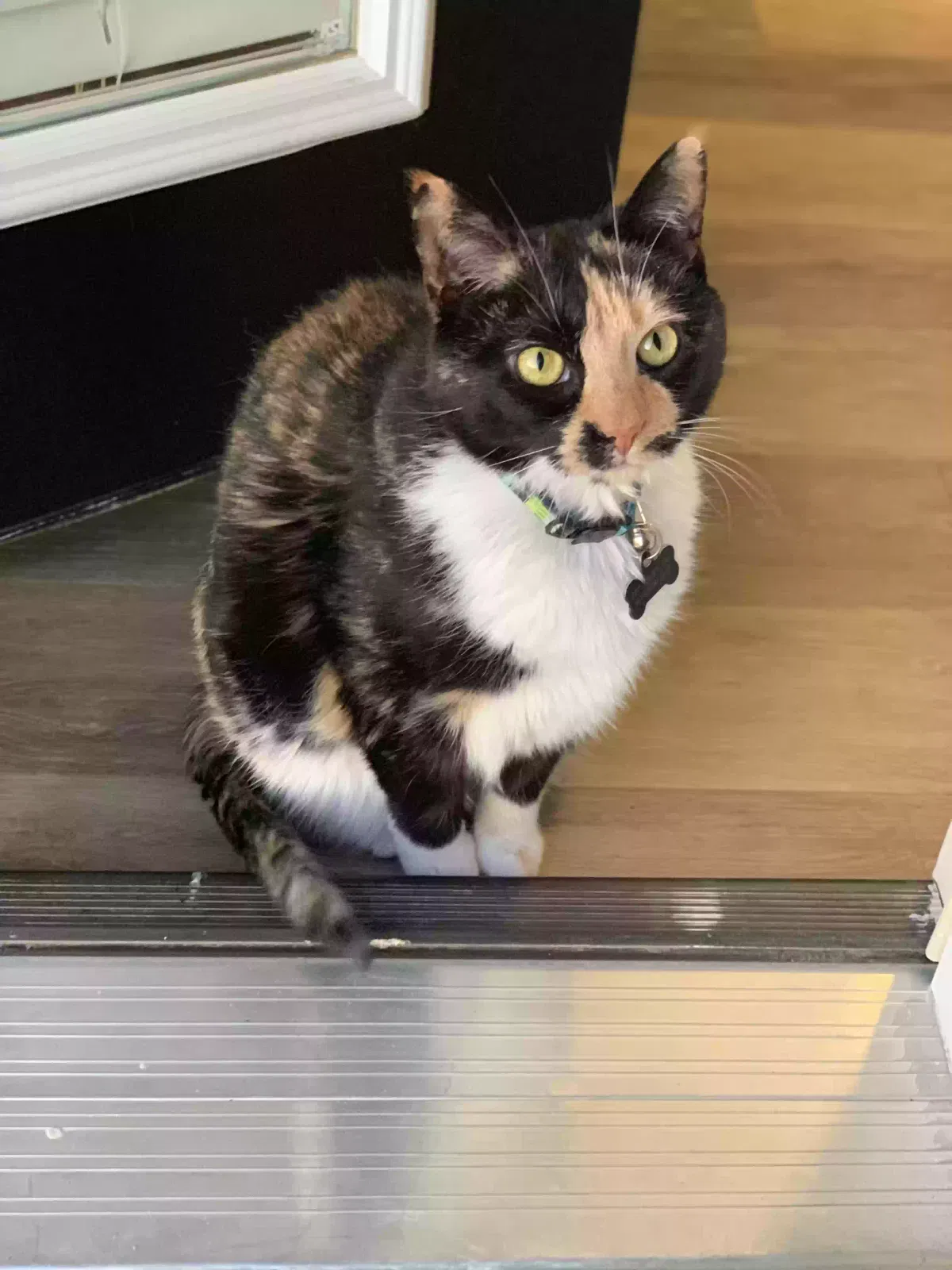 Lost cat in Watertown, TN, 37184
