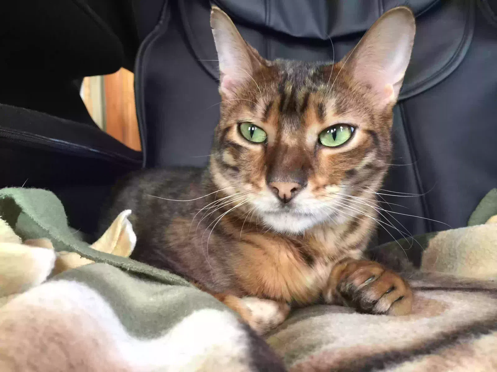 Lost cat in Port Orange, FL, 32129