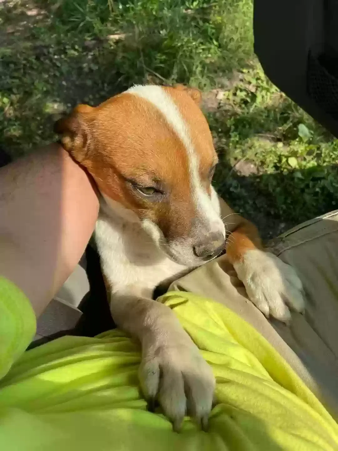 Lost dog in Lewisburg, KY, 42256
