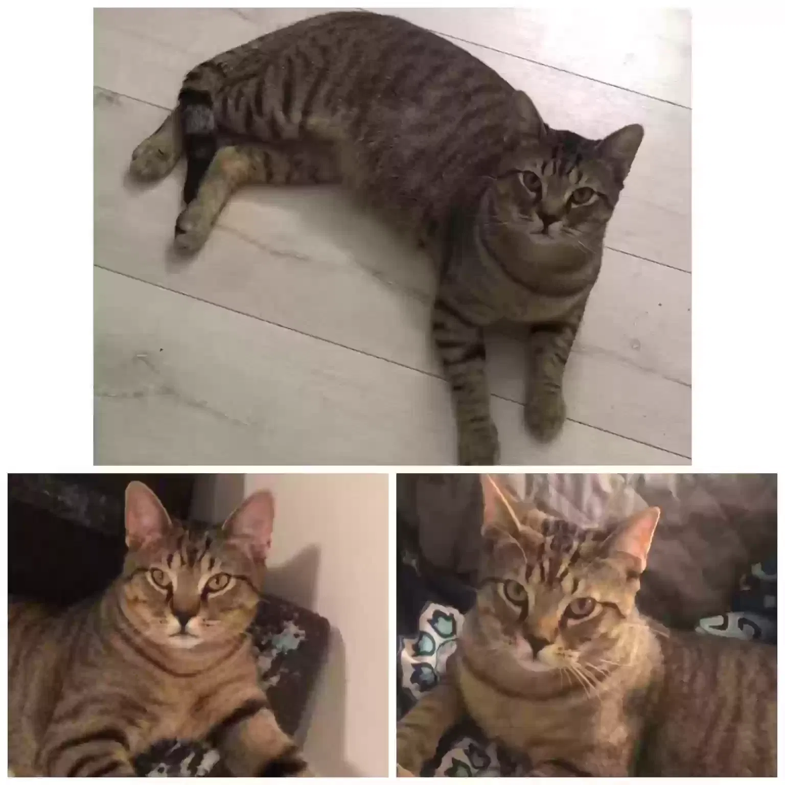 Lost cat in Houston, TX, 77022