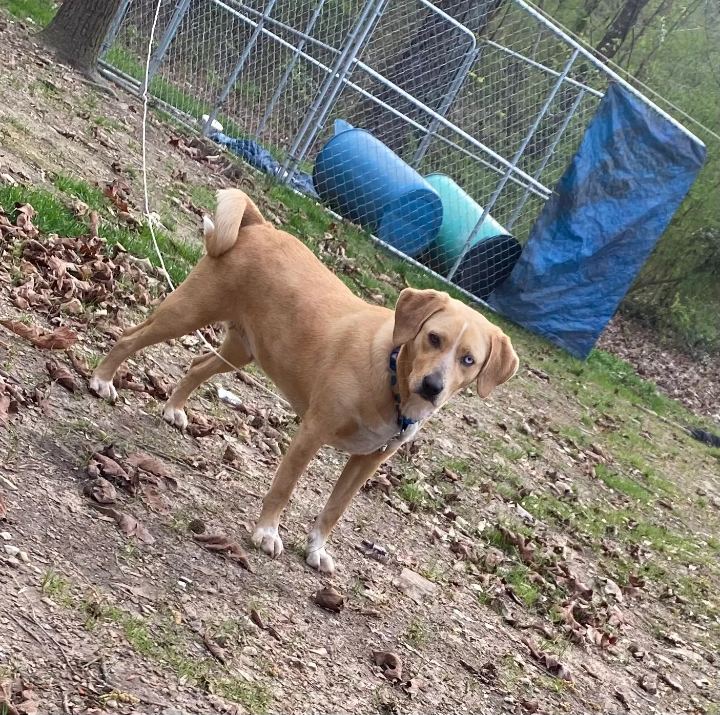 Lost dog in Hayden, AL, 35079