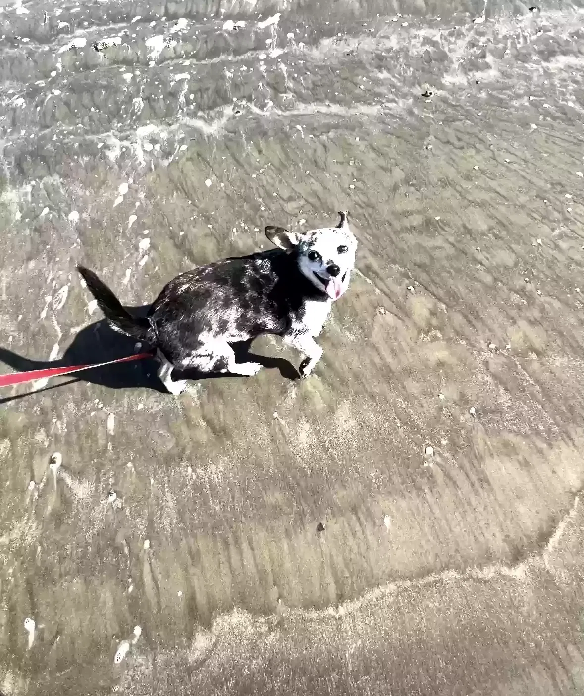 Lost dog in Richmond, TX, 77406