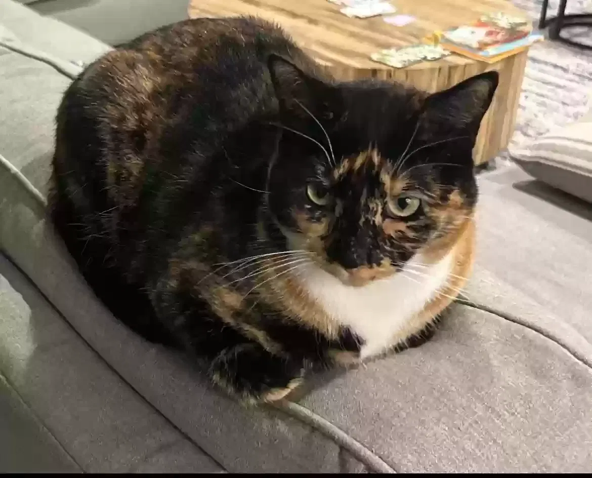 Lost cat in Lake Oswego, OR, 97035