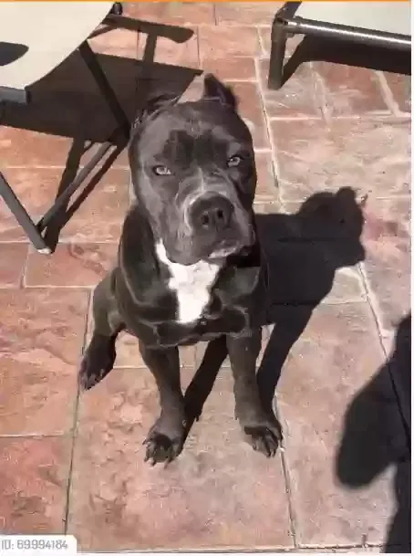 Lost dog in Bellflower, CA, 90706