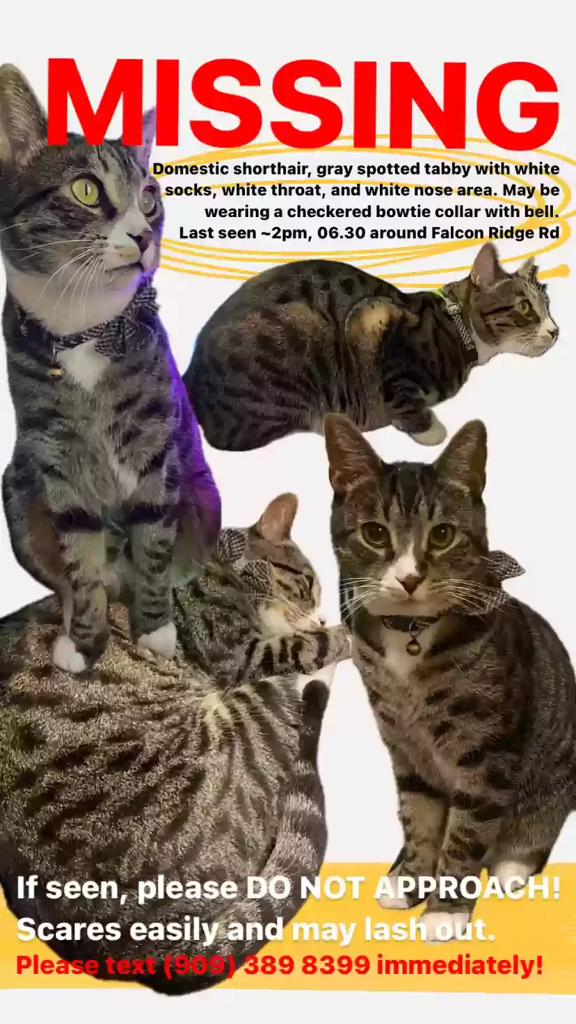 Lost cat in Diamond Bar, CA, 91765