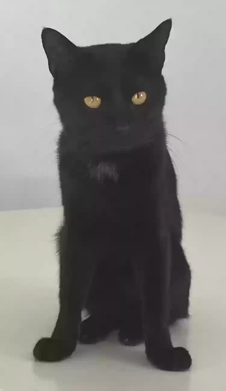 Lost cat in Kissimmee, FL, 34759