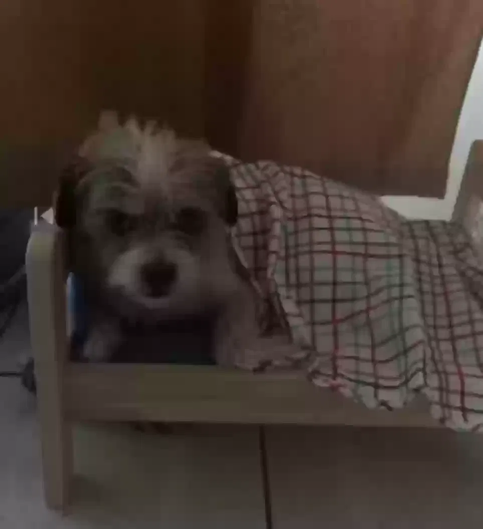 Lost dog in Los Angeles, CA, 90003
