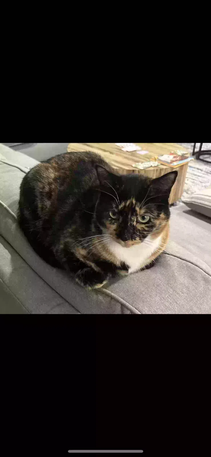 Lost cat in Lake Oswego, OR, 97035