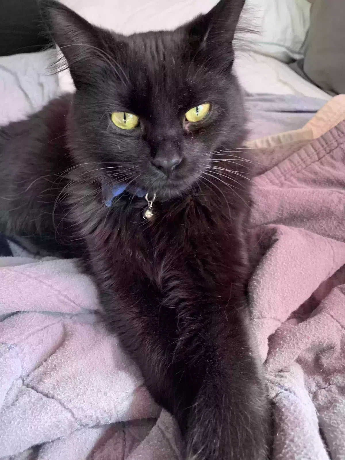 Lost cat in Saint Paul, MN, 55104