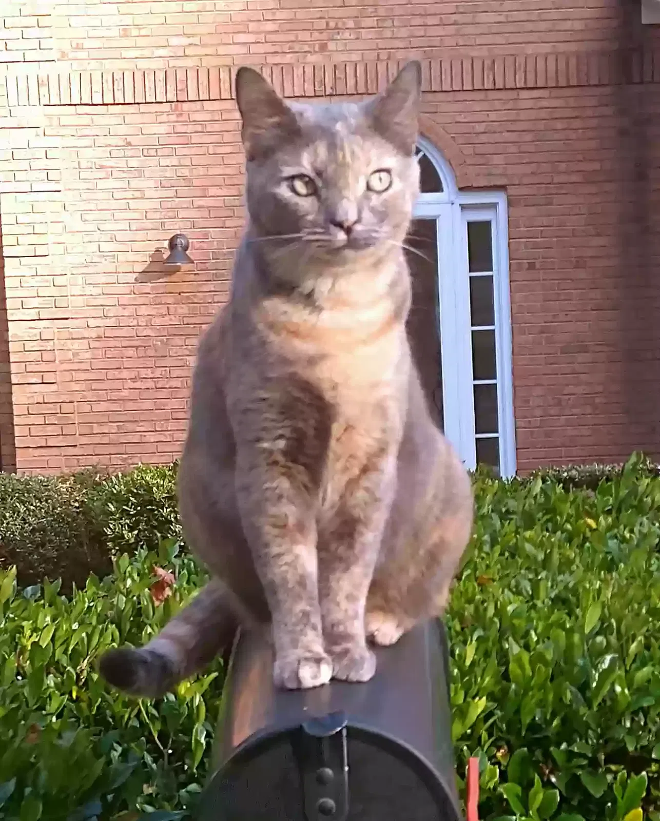 Lost cat in Kennesaw, GA, 30152