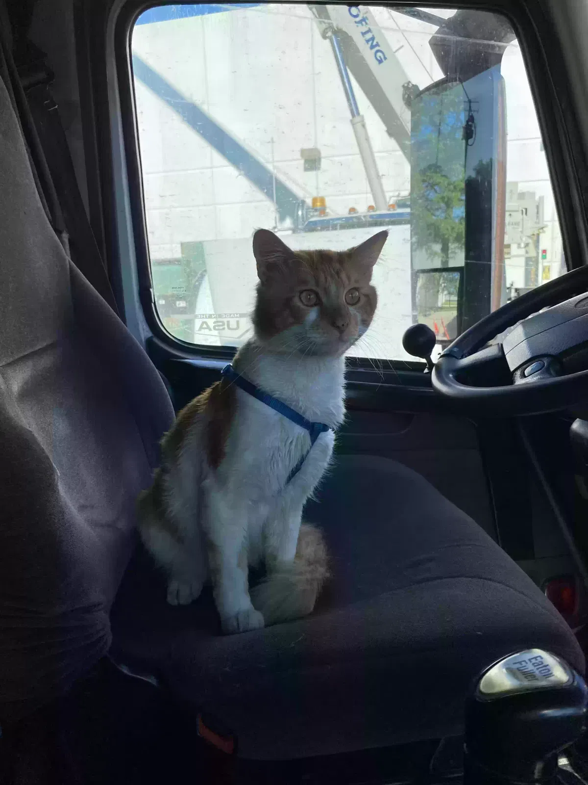 Lost cat in Joelton, TN, 37080