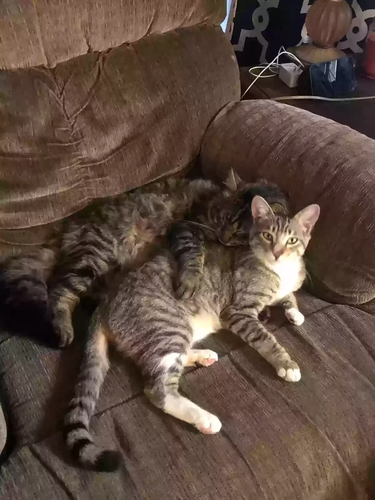 Lost cat in Sun City, CA, 92586