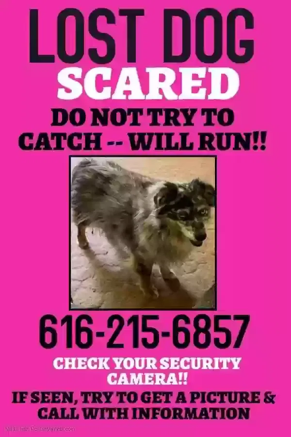 Lost dog in Sparta, MI, 49345