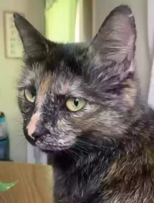 Lost cat in Elyria, OH, 44035