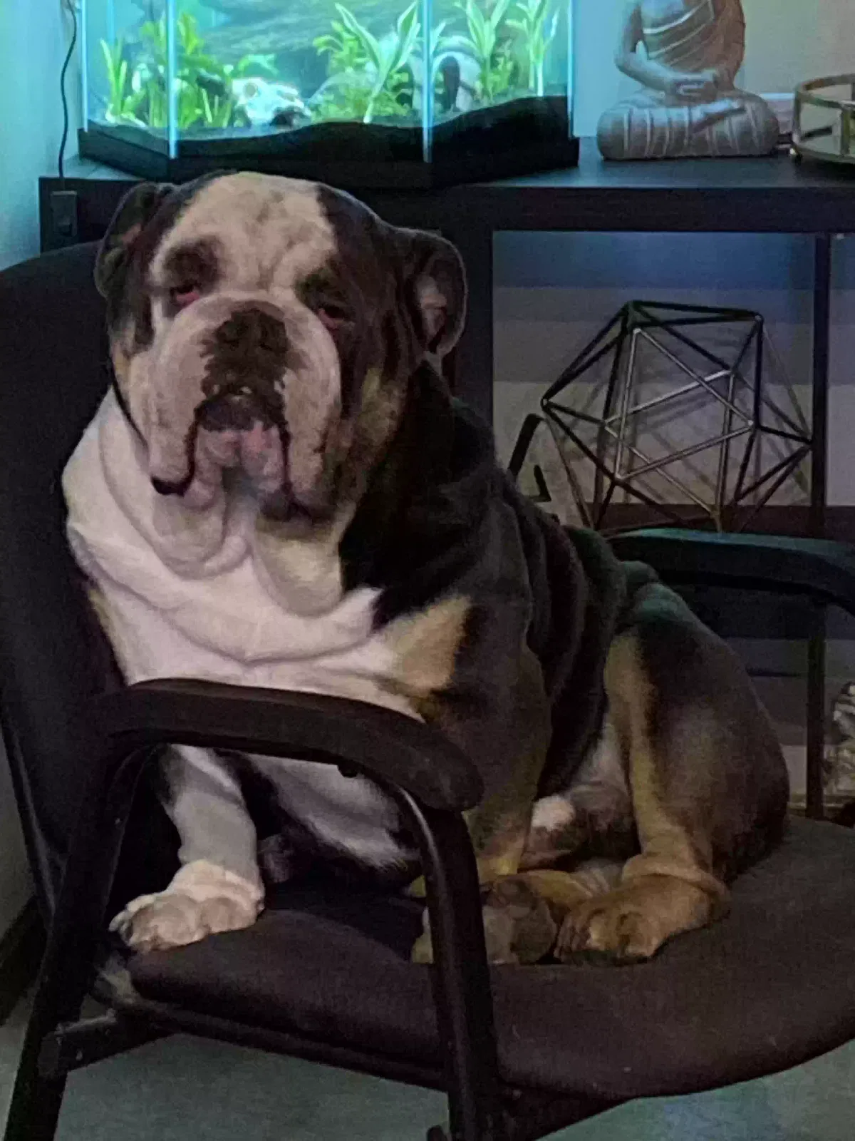 Lost dog in Trinidad, CO, 81082