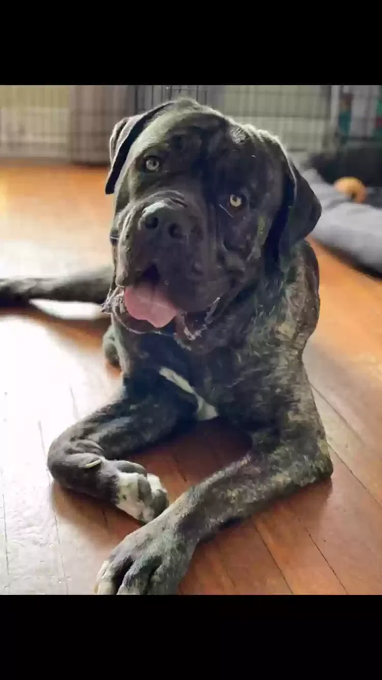 Lost dog in Lakeside, CA, 92040