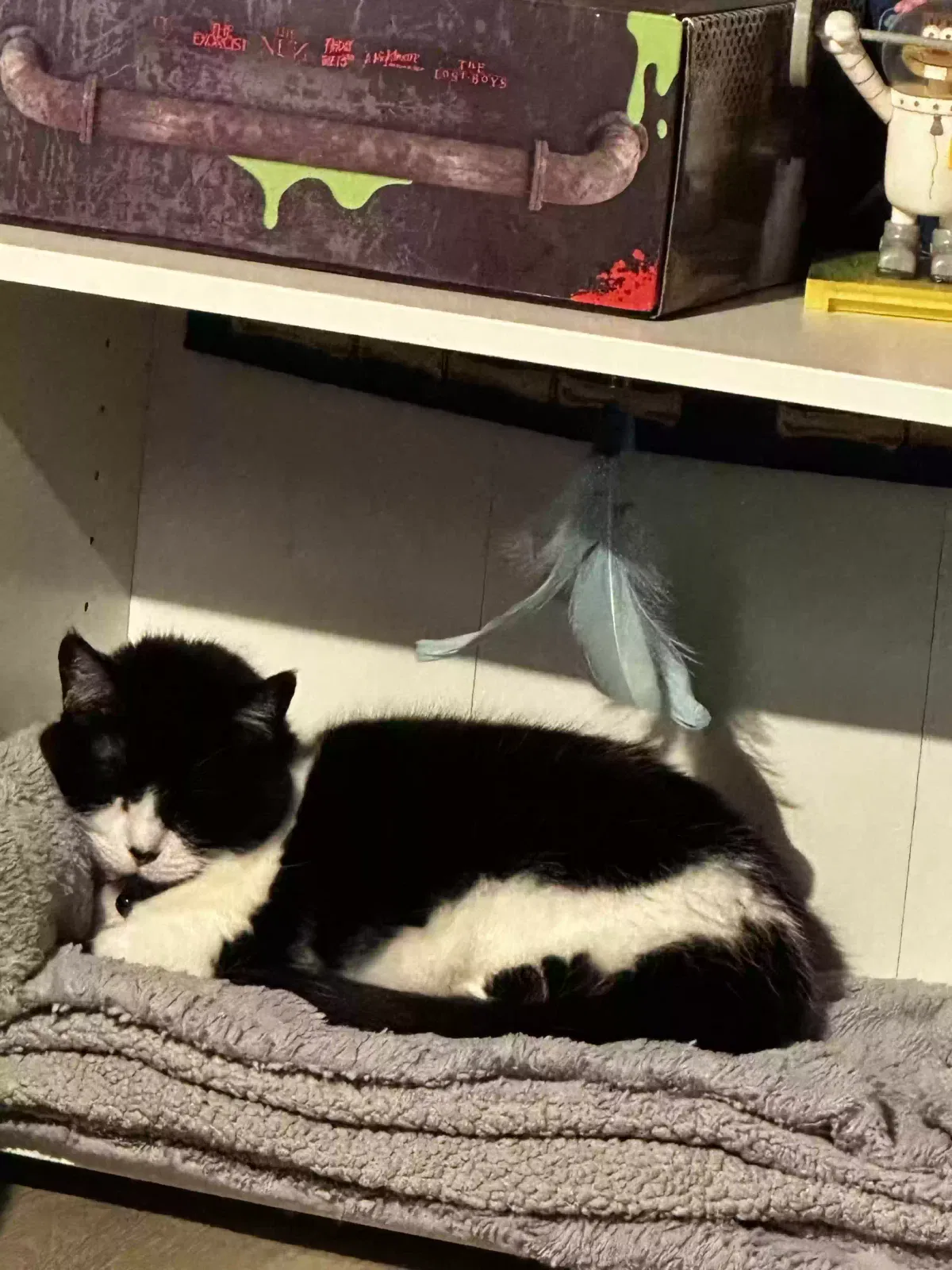 Lost cat in Spiritwood, ND, 58481