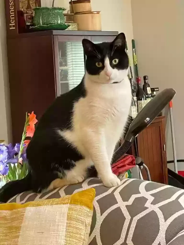 Lost cat in Upper Darby, PA, 19082
