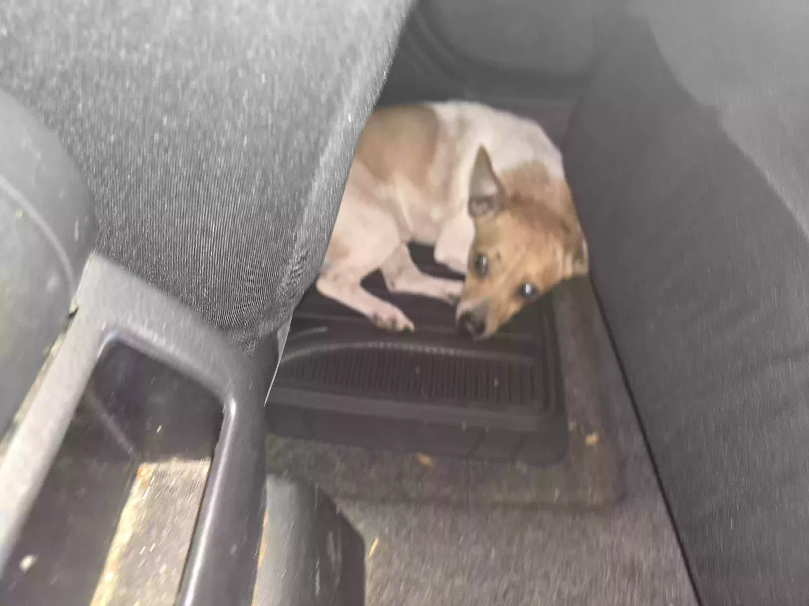 Found dog in Deridder, LA, 70634