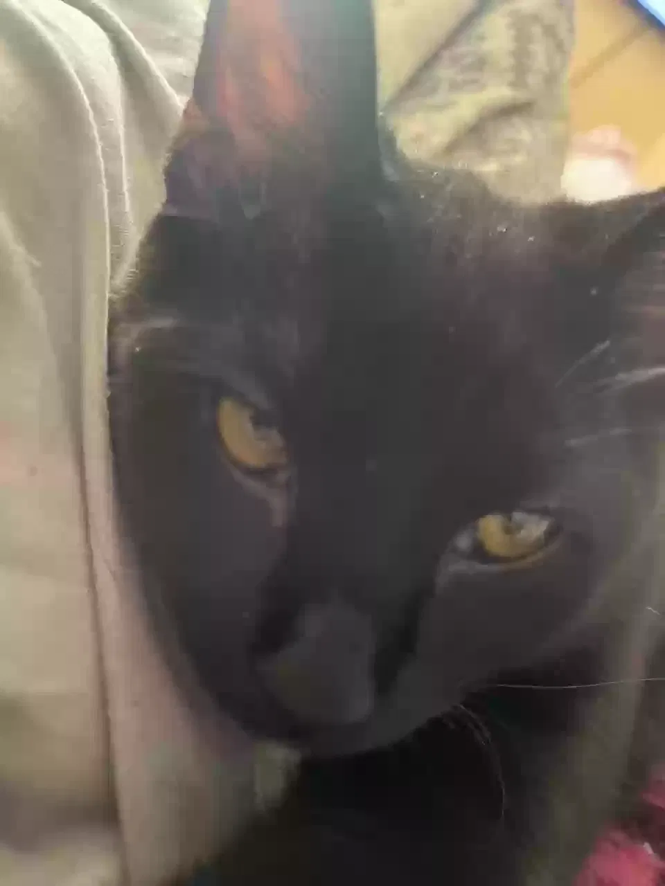 Lost cat in Clarksville, TN, 37042