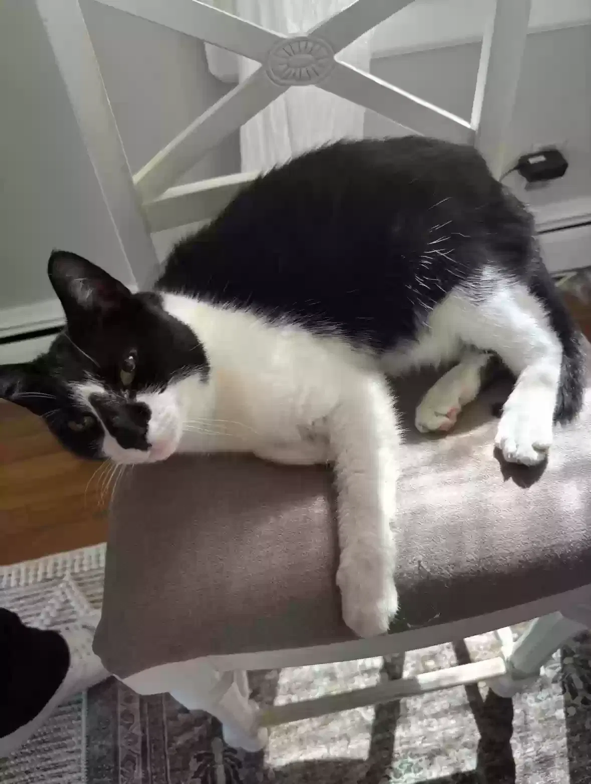 Lost cat in Spotswood, NJ, 8884