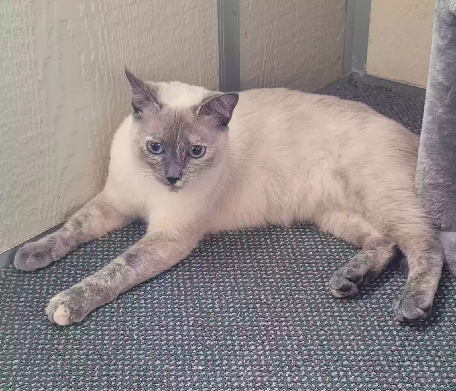Found cat in Sun City, CA, 92586